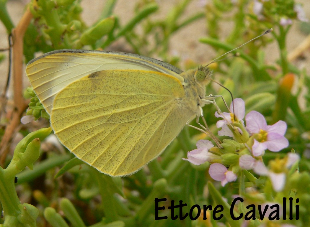 Farfalle dalla Sardegna